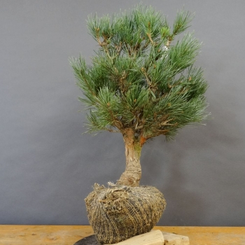 Silberkiefer - Pinus sylvestris 'Watereri' B1